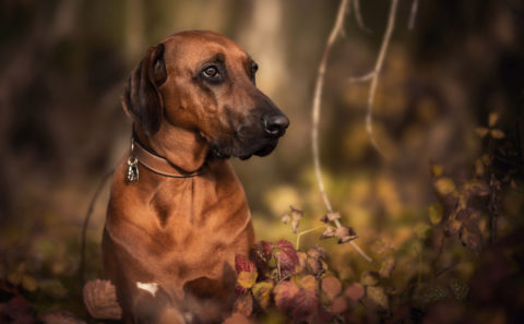 Rhodesian Ridgeback / hundefotografie / Fotostyle Schindler / Fotograf / Straubing