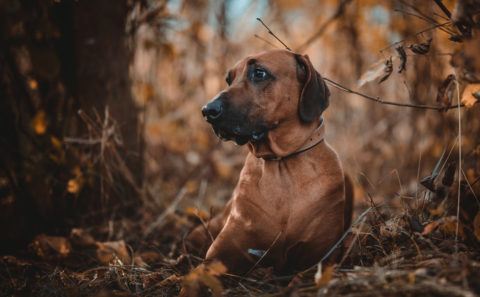 Rhodesian Ridgeback / hundefotografie / Fotostyle Schindler / Fotograf / Straubing