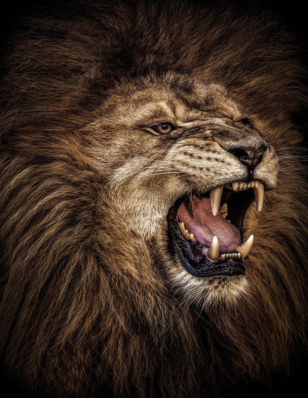 Bilder Shop - Digital Art - Tiere