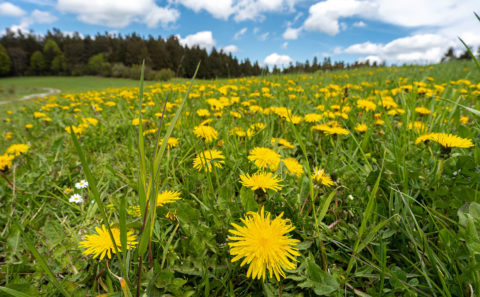 Käsplatte | Bayerischer Wald | Fotos | Fotograf Straubing