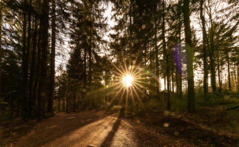 Landschaftsfotos | Fotograf | Wanderung auf den Pröller, Bayerischer Wald