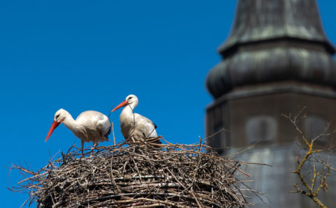 Fotograf Straubing Tiere und Natur in der Stadt