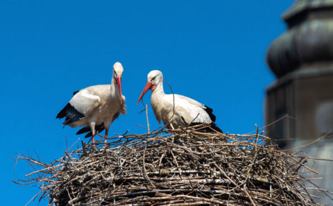 Fotograf Straubing Tiere und Natur in der Stadt