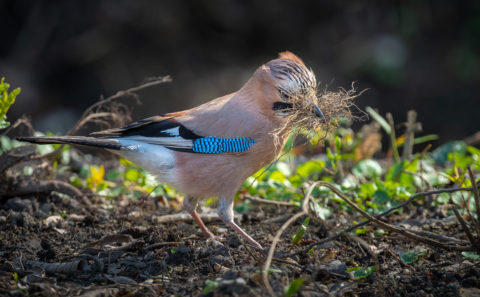 Fotograf Straubing Tiere und Natur in der Stadt