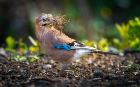 Fotograf Straubing Tiere und Natur in der Stadt