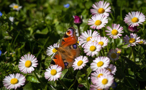 Fotograf Straubing Tiere und Natur in der Stadt