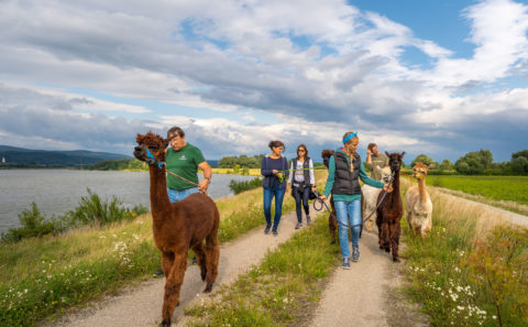 Fotowalk - Fotoshooting - Terra Alpaca Aholfing