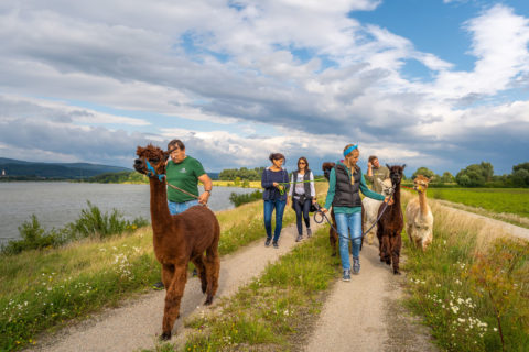 Fotowalk - Fotoshooting - Terra Alpaca Aholfing