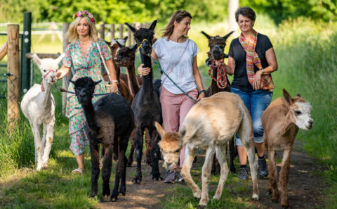 Terra Alpaca Wanderung Aholfing Fotograf Straubing