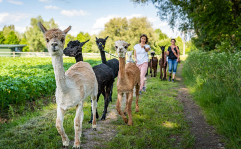 Terra Alpaca Wanderung Aholfing Fotograf Straubing